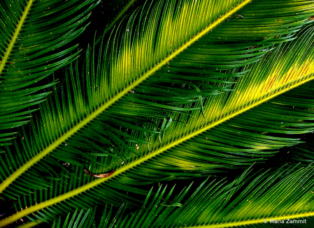 Palm Tree Fronds