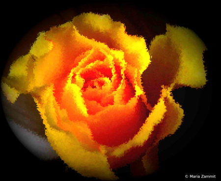 Yellow Rose