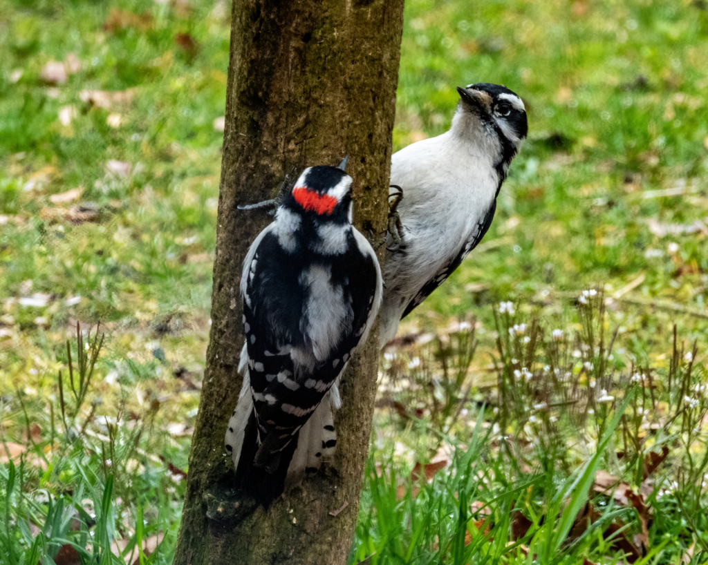 Two Woodpeckers On A Stick