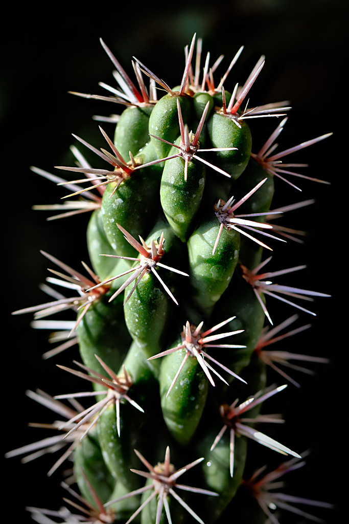 Cactus