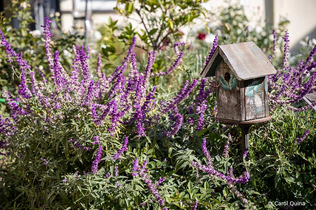 Smell the Lavender