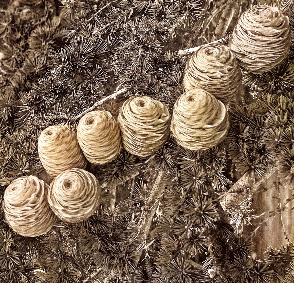 Cones in a row.