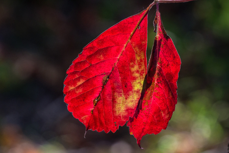 Backlit Leaves 