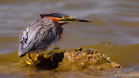 Green Heron