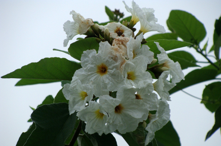 WHITE FLOWERS