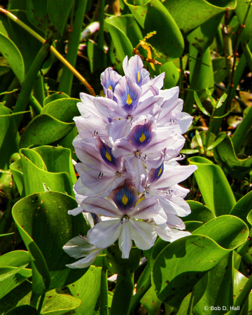 Wetland beauty 2