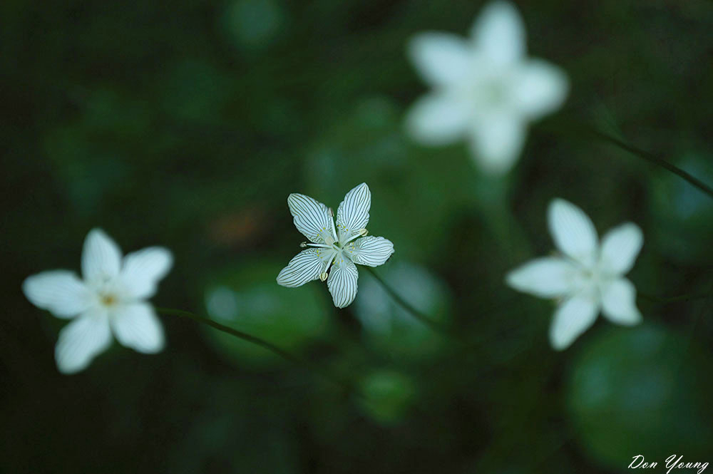 Bog Star