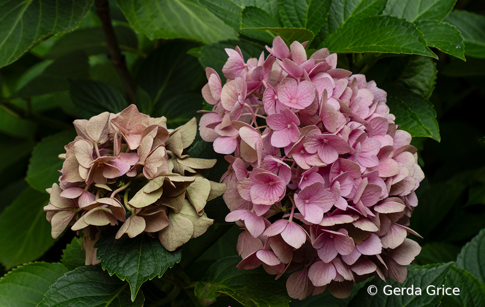 Hydrangeas Near Summer