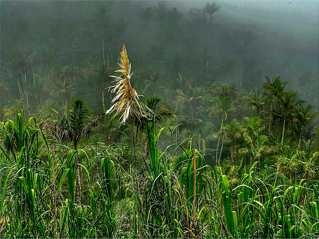 Guajana, Grass Flower.