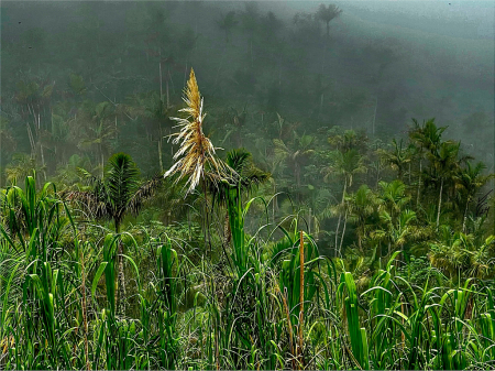 Guajana, Grass Flower.