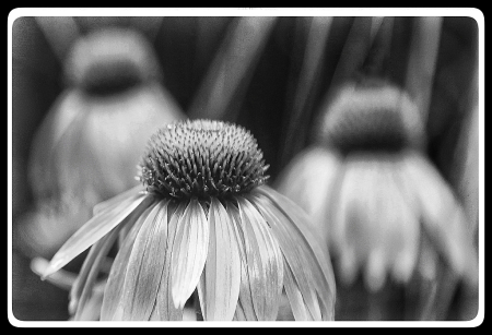 Cone In Black and White