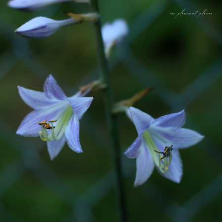 Flowers inside the Fence