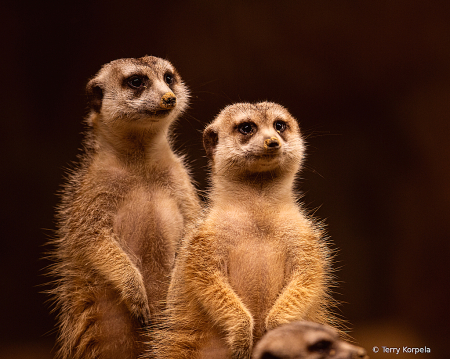 Meerkat Couple