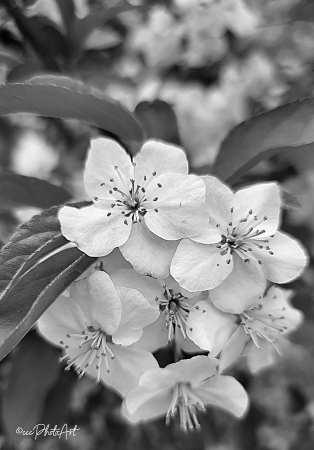 Dogwood Bouquet