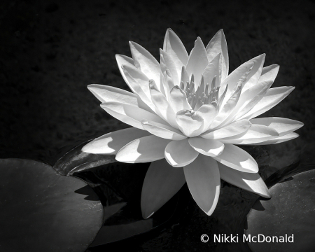 Water Lily Solo in Black and White