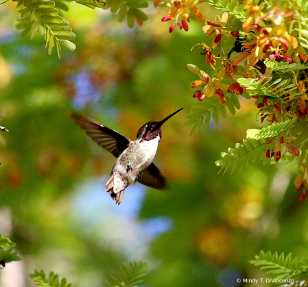 Hummingbird and Tamarindo Blossoms