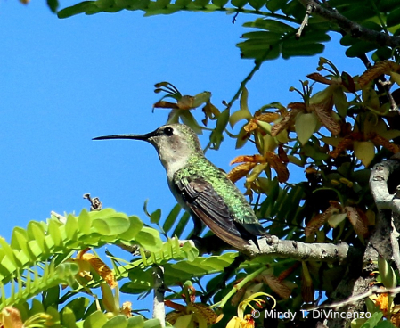 Hummingbird in the Tamarindo Tree