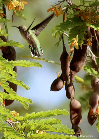 Hummingbird and Tamarindo 