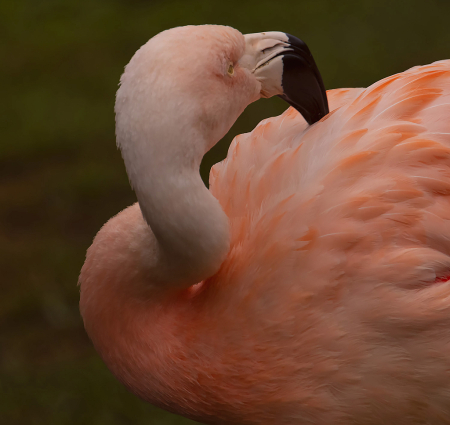 Flamingo