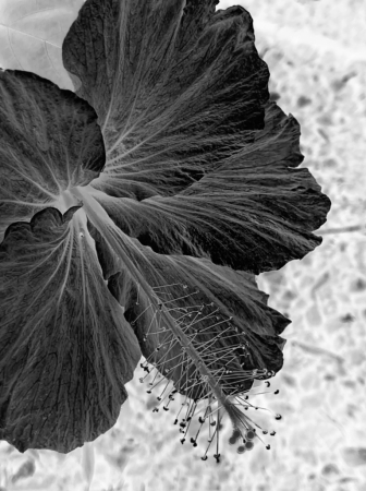 Hibiscus in Black and White