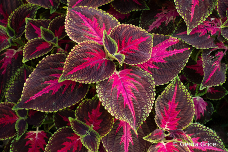 Colourful Coleus