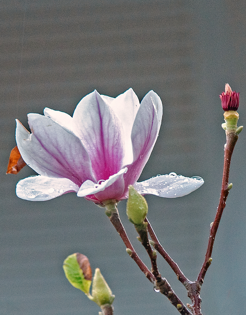 Magnolia flower and buds.