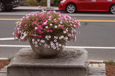 Street Planter Another View