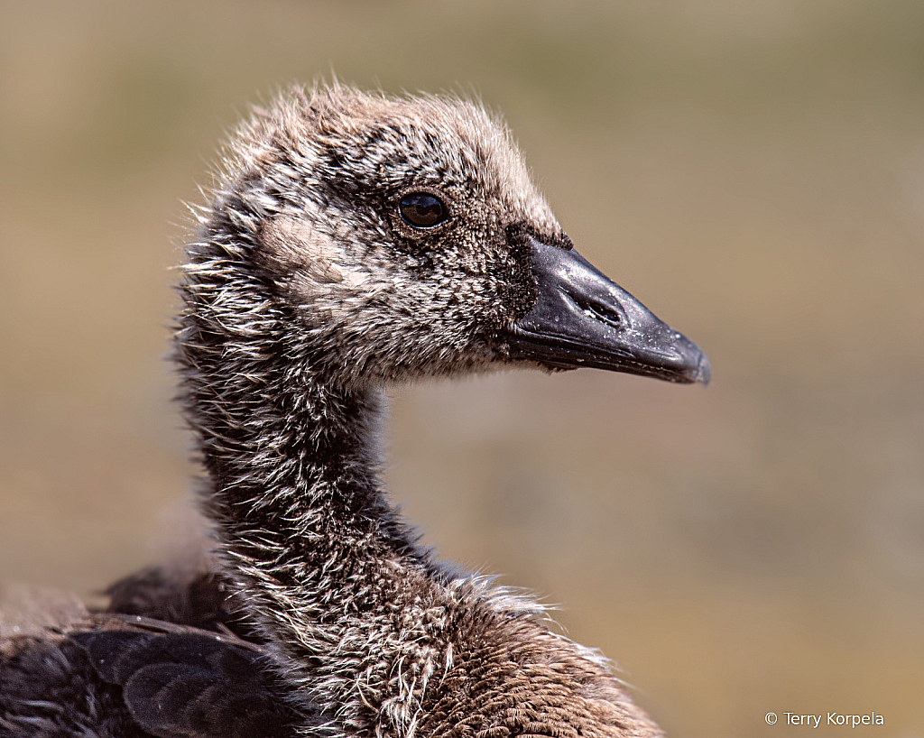 Canada Goose (about 45 days old)