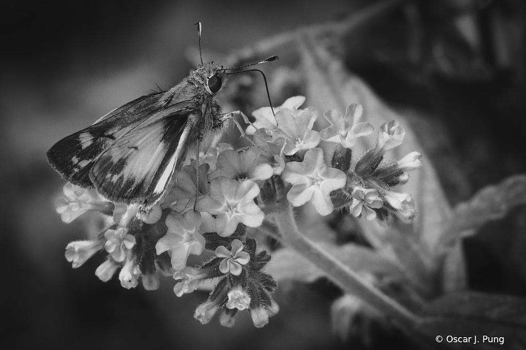 Heliotrope with Skipper