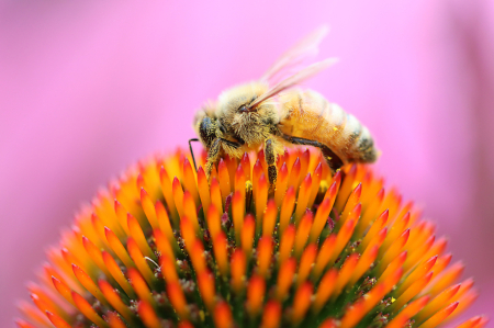 Bee on a Coneflower