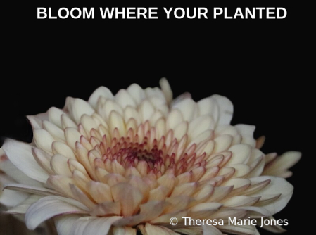 Bloom Where Your Planted