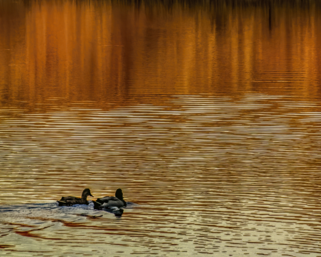 Golden Swim