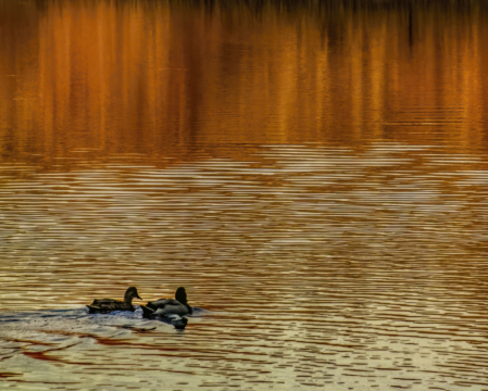 Golden Swim