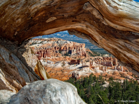 Through The Looking Tree (2)