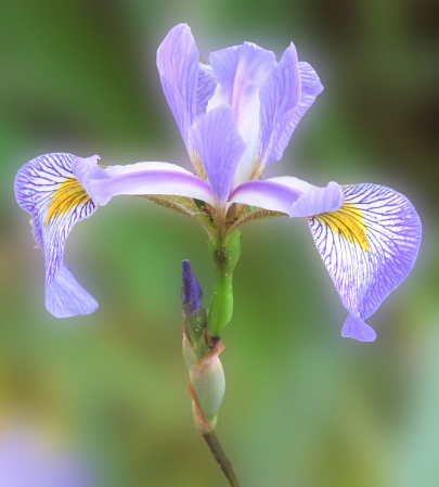 A Pretty Iris