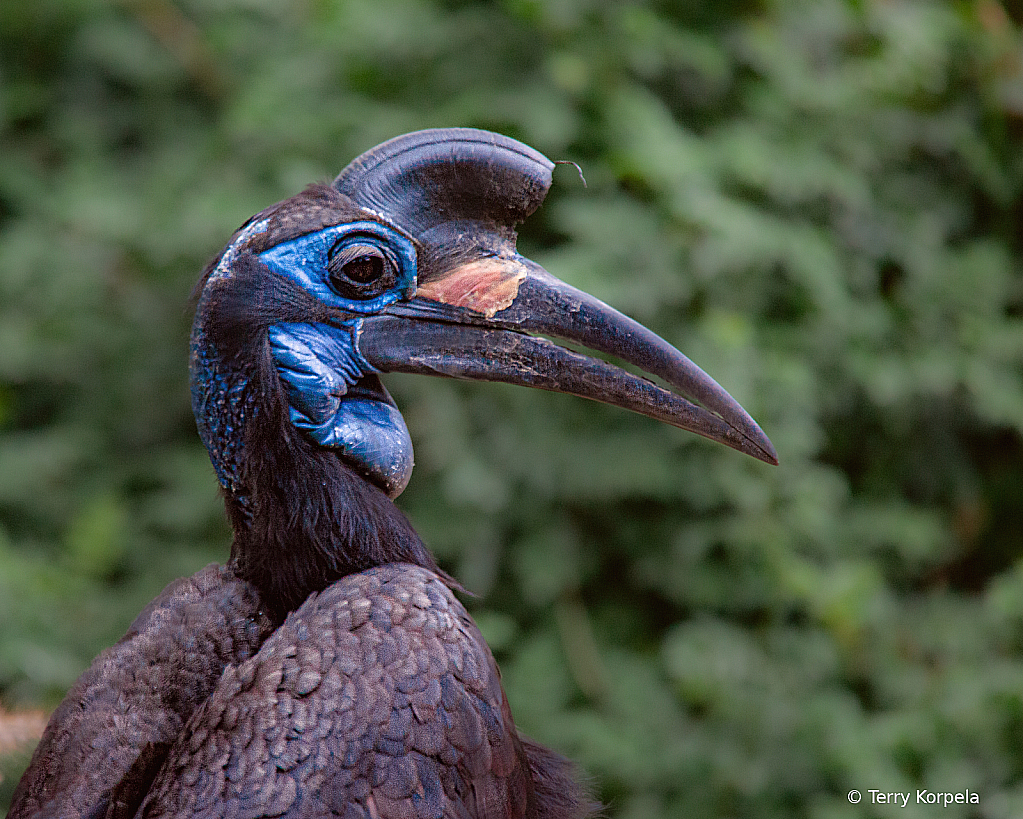 Abyssinian Ground Hornbill (female)