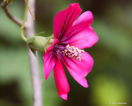 Berkeley Botanical Garden 