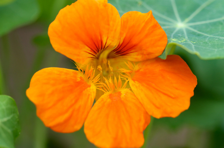 Nasturtium