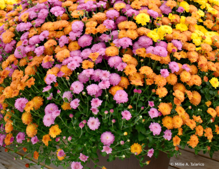 Mums Galore