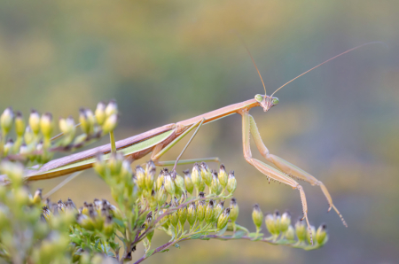 Praying Mantis Posing for Photo