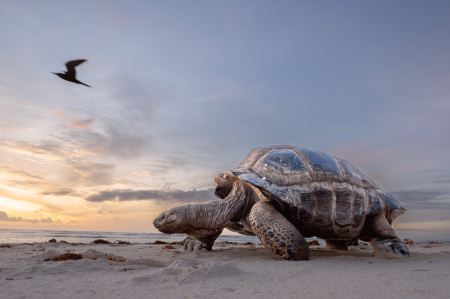 Aldabra Tortoise at Dawn