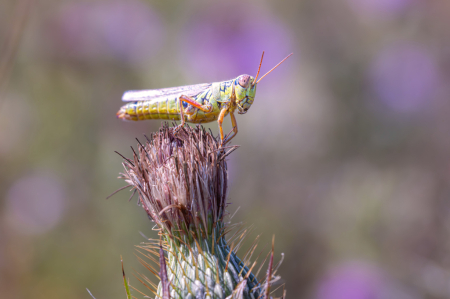 Grasshopper on Thistle