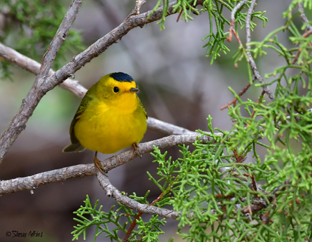 Wilson's Warbler