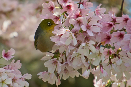 Silvereye on blossom #1