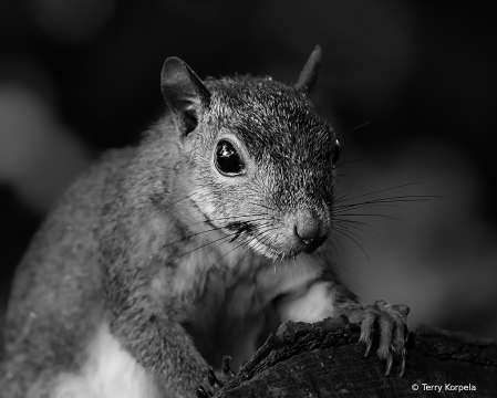 Squirrel at Sycamore Shoals B&W