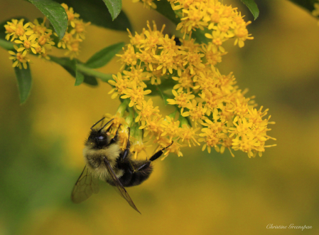 Bee in Yellow Flowers