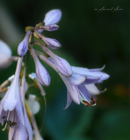 Dewy Flower