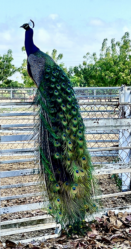 PARADISE- The Peacock.