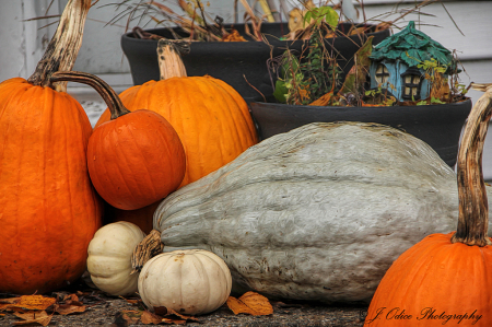 Pleasant Street Squash