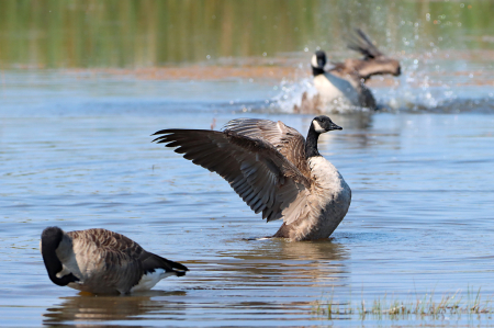 Bathing Beauties